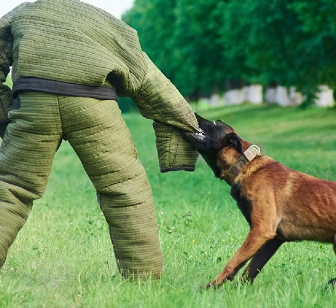 Köpek Saldırıları